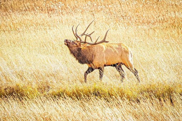 Jaynes Gallery 아티스트의 USA-Colorado-Rocky Mountain National Park North American elk male bugling in mating season작품입니다.